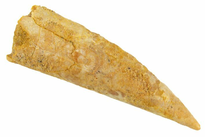 Fossil Pterosaur (Siroccopteryx) Tooth - Morocco #329010